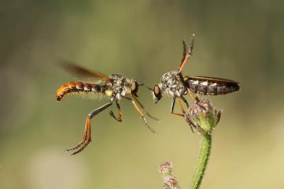 Heteropogon Asilidae