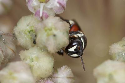 Hylaeus variegatus Hylaeus variegatus