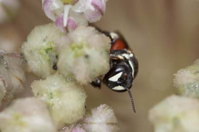 Hylaeus variegatus