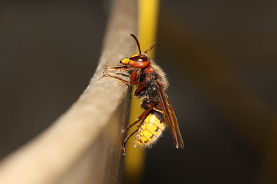 Vespa crabro