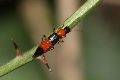 Paederus littoralis