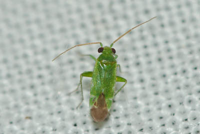 Tuponia Miridae