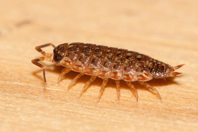 Acaeroplastes melanurus Acaeroplastes melanurus