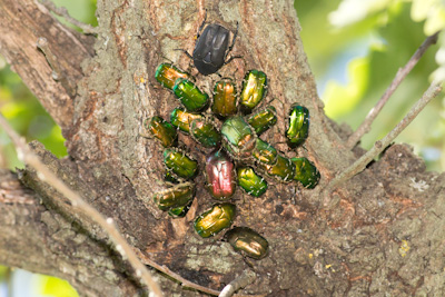 Regroupement de cétoines