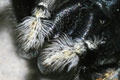 <i>Philaeus chrysops</i>