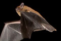 Chauve souris