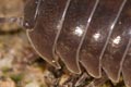 <i>Armadillidium vulgare</i>